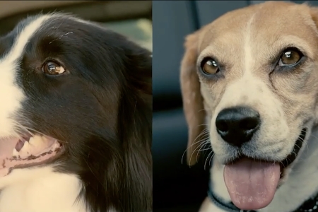 Nissan e-4ORCE: Pawfect for a drive with your furry friends